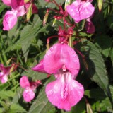 1109F 095 Trier-Paderborn